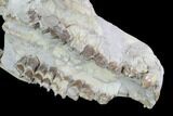 Oreodont (Merycoidodon) Partial Skull - Wyoming #95061-6